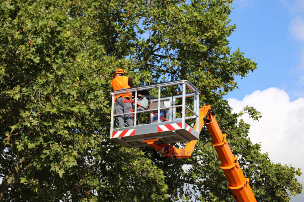 Mokuleia, HI Tree Removal and Landscaping Services Company